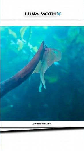 Life of the Luna Moth 🦋✨