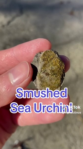 Big ammonite and some other fun stuff #fossil #paleontology #outdoors #nature #texas