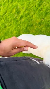 Working dogs academy 😃🤍 ‏ ‏ أنت هنا في المكان المناسب لحيوانك الاليف🤍👌 أفضل مكان لتدريب وإقامة الكلاب☝️ أفضل مكان تحافظ فيه على حيوانك الأليف 🐩 هيتعلم حاجات جديدة يقدر يستفاد منها علشان يرجع لك بأفضل نسخة🥰😃 أنت هنا في المكان المناسب👌 للاستعلام عن الكورسات و الاقامات برجاء الاتصال علي الرقم التالي 👇 C.Mohamed Fawzy 01066125160📞 #doglovers #dog #doggrooming #تدريب_كلاب #dogtraining #dogtrainingtips #dogtrainingtipsandadvice | Working dogs academy