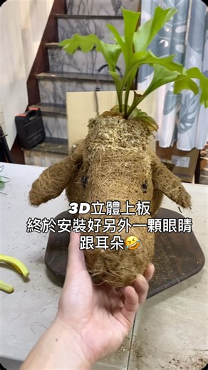 蕨味之鹿 on Instagram: "終究還是把鹿做成了牛 終於把一隻眼睛跟耳朵安裝上去 . 厲害了，亞猴鹿角蕨不但沒死 手長得很漂亮而且長新臉 只是阿亮拖延症發作 一顆眼睛跟耳朵拖了幾個月🤣 . 下一隻3D上板要做什麼呢？ 明年是馬年 來做馬頭好了 可以上個馬達加斯加圓盾 會不會反而變鹿頭🤣 阿亮會努力穩定製程的🫣 . #鹿角蕨 #桃園鹿角蕨 #鹿角蕨上板 #鹿角蕨上板課程 #鹿角蕨上板教學 #鹿角蕨專門店 #桃園 #鹿角蕨日常 #鹿角蕨3D上板 #鹿角蕨立體上板 #鹿角蕨上板藝術 #手作課程"
