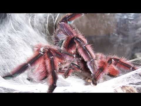 Tarantulas - A Complete Introduction (2019 Documentary)