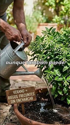 HOW TO CARE FOR A NIGHT-BLOOMING JASMINE #FRAGRANTPLANTS #plantslovers @ConsejodePlantas