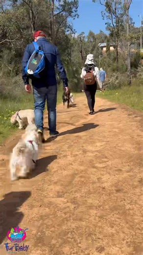 🐾 Pooch’n’Peeps Bus Tour – Noble Falls & Mahogany Inn 🐾 What a paw-some adventure we had on Saturday! Our daycare pups (with ring-leader Flirt in charge!) zoomed, splashed, and played their hearts out at Noble Falls before the humans refuelled at the beautiful Mahogany Inn. By the time the FurBaby bus rolled home, it was snoozing pups and happy humans all round. Stay tuned as we can’t wait to plan the next adventure with you and your pup! | FurBaby - Grooming & Daycare