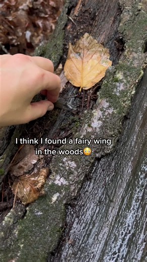 Dragonfly Wings: Fairy or Nature's Magic?