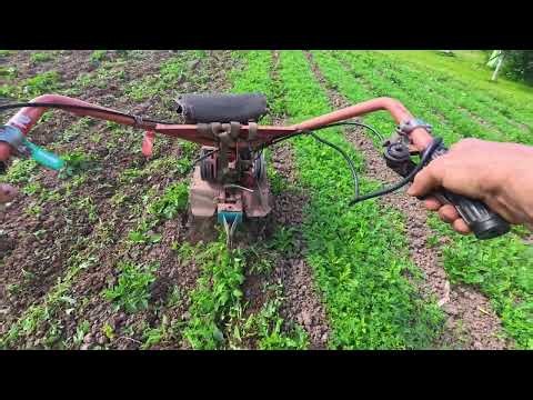 Прополка картофельного поля мотоблоком Агат. 2026 г.