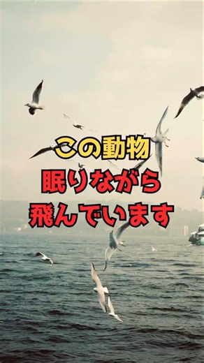 渡り鳥の特殊な睡眠法