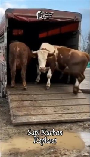 SAPI KURBAN KEPLESET TERBARU #sapi #sapilucu #cow #sapimoo #takbiran #takbir #cows #shorts #short