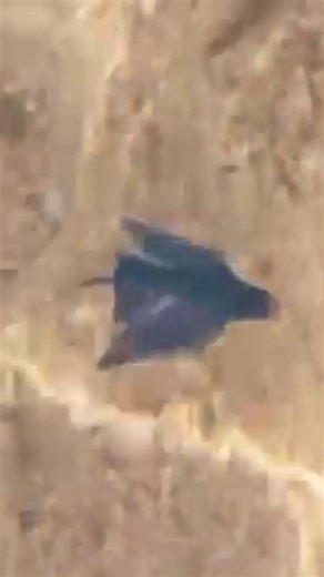 Un piccolo pesce rondine nel mare del Salento incanta i turisti: "Sembra arrivare dalla preistoria"