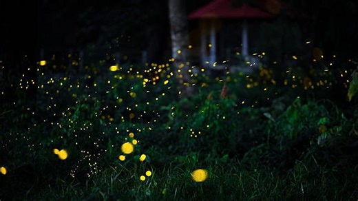 Light up your garden: How to attract and protect fireflies