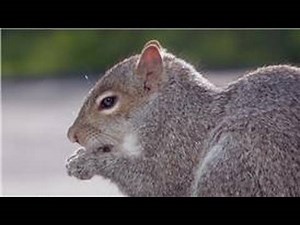 Animal Care & Information : What Do Squirrels Eat?
