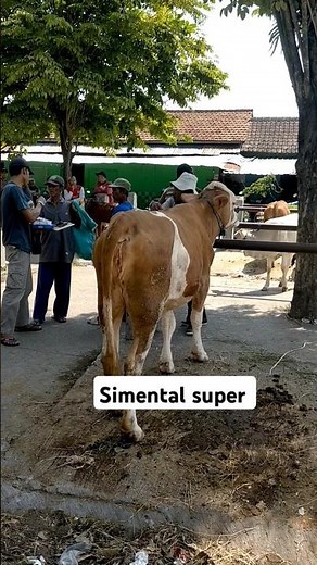Super Simmental female at Nglangon animal market, Sragen, Central Java #cowcarpet #cow #cowcarpet...