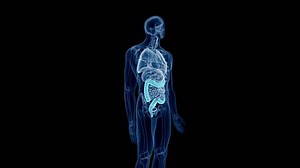 medical 3d animation of the human colon