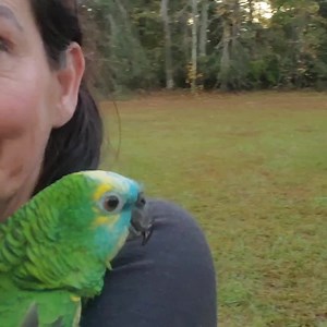 16K views · 3.4K reactions | APR All Parrot Rescue on Reels | Facebook