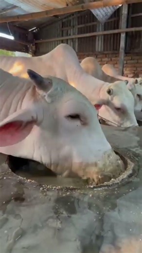 The iconic bull is eating grain food beautifully her name is Putul#youtubeshorts@