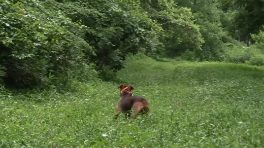 Dog Runs Down Coyotes - Coyote Hunting With Decoy Dog#harehunting