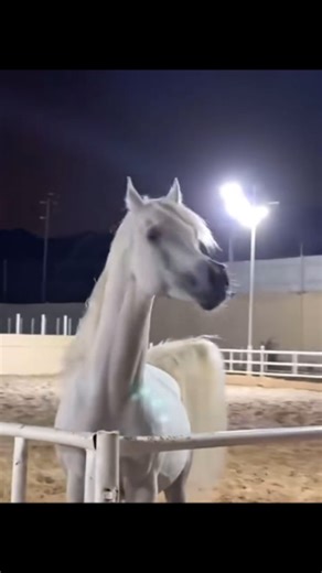 ‎مال易أخبارتحفيز‎ on Instagram‎: "مات الحصان فجأة تتوقعون إش السبب؟!!! عبر: @tureky5"‎