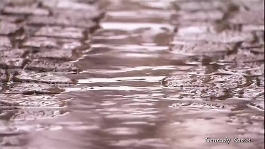Creedence Clearwater Revival - Have You Ever Seen The Rain