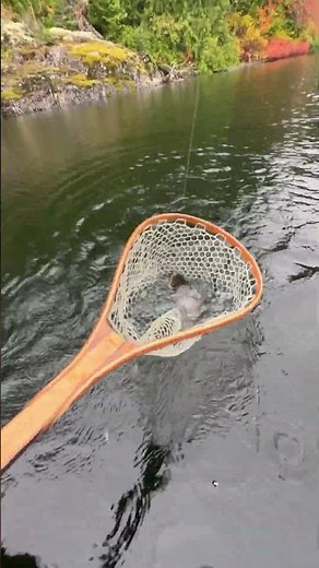 Cutthroat heli-fishing! #fishing #flyfishing #fishingvideo #riverfishing