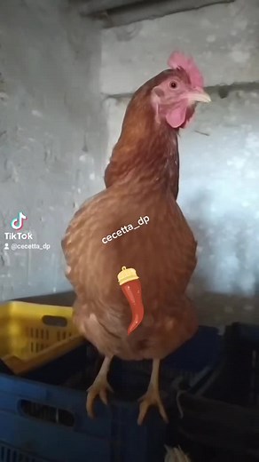 Understanding Brown Chickens: A Closer Look