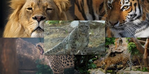 Moment of Science: Big Cat Roars