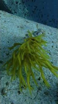 This "Dead Man's Finger" Tastes Like Oysters?! 🧟‍♂️🦪 #scubadiving #scubatech #marinebiology #nature
