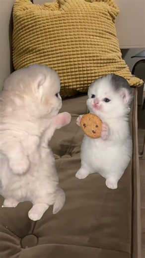Mama may i have cookie cat edition #funny #cat #cats