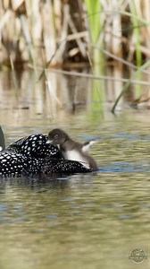 Turbo Mode. A little cute loon chick attempts to get onto mom's back. It's a long way up there. Filmed in British Columbia, Canada. 🇨🇦 Canon C400 with Canon 200-800mm lens. #loons #wildlifevideo #wildlifevideos #naturevideo #HelloBC | Henrik Nilsson