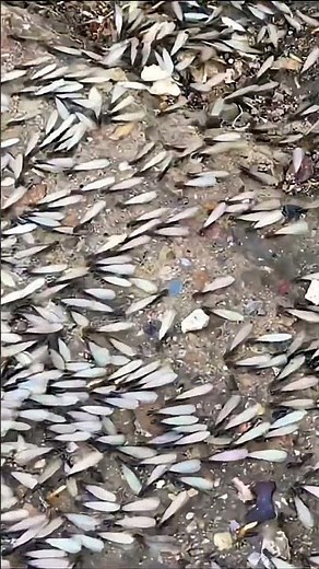 Extremely large amount of winged 🪽 termites grouped getting ready to swarm