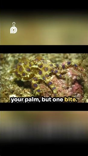 Tiny Octopus, Deadly Bite blue ringed octopus #shorts