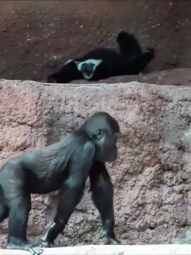 The gorilla is also very naughty. He ran to provoke other monkeys, but was scolded by the monkey