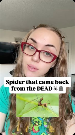 Rae Delsey | Meet the Pelican Spider🕷️the assassin of the spider world 🕷️🤍Learn how this ancient species hunts other spiders using its long ‘neck’ and... | Instagram