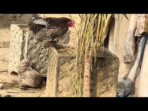 Beauty of Bantam Hen & Rooster 🐔 | Shining Grey & Blue Feathers | Cute Pet Family