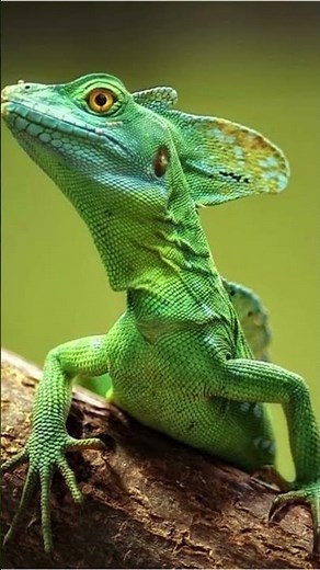 "The Lizard That Runs on Water!" | Green Basilisk Lizard #lizard #facts #animalfacts #wildlife