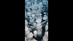 2.5K views · 12 reactions | Mesmerizing Frozen Methane Bubbles Formed in Lake | OMG Videos | Facebook
