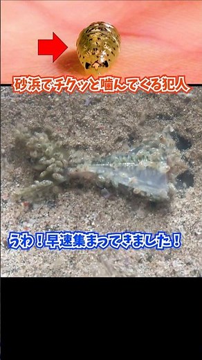 #Sandpiranhas #Sand beach #Japan