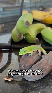 Jolly Squisher the day gecko is ready for banana #gecko #lizard #reptile #cuteanimals #funnyanimals #funnyreels | geckgoals