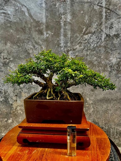 Blue Bell Bonsai Tree | Desmodium Bonsai Size Medium Beautiful Tree, Good Roots and Branches, Purple Flowers. - Etsy