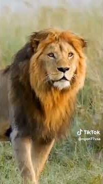 funniest videos Animal pranks very nice