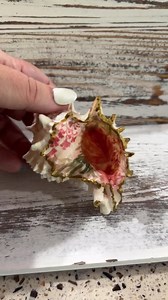 Unique Hand Decorated Shell Gifts - Etsy UK