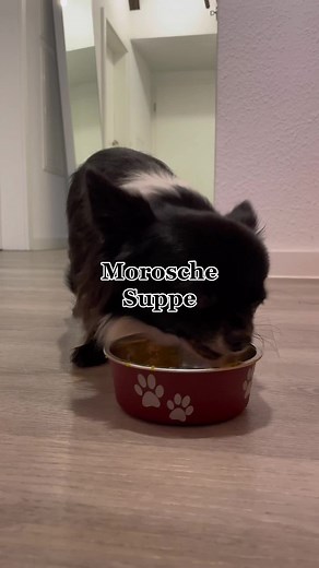 Die beste Unterstützung bei Magen Darm: Morosche Suppe für Hasen