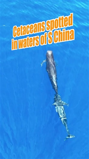 9.2K views · 123 reactions | A large number of cetaceans have been spotted by a marine biodiversity research team in the waters off China's Hainan Island. #cetacean #Hainan #China #ocean #ecology | China Xinhua News | Facebook