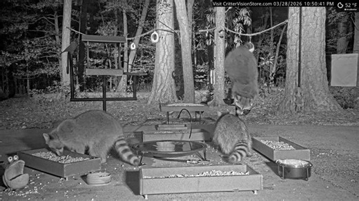 CritterVision Critter Cam: 24/7 Live Critter, Nature and Wildlife-Viewing Cam! Raccoons opossums foxes armadillos squirrels deer & more!