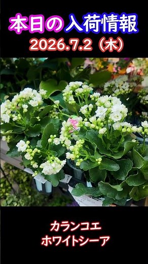 [7/2/2026] Kalanchoe White Shea #gardening #horticulture #life with flowers