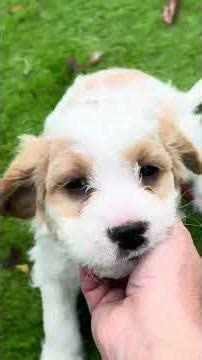 Maverick the Explorer! F1 Cavapoo #cavapoopuppy cavapoo