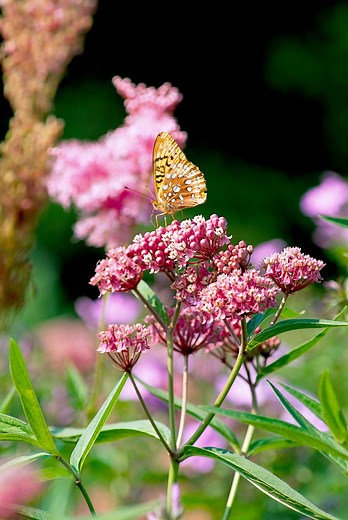 How to Plant and Grow Milkweed, an Essential Plant for Monarch Butterflies
