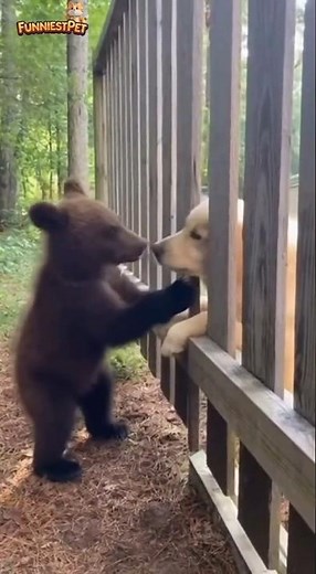 Bear Plays With Dog Through the Fence - Cutest Friendship! 🐻🐶