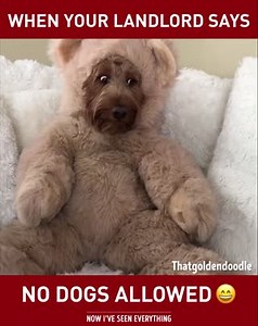 FriYAY Fun ~ Dog, what dog? ;-) | Element Entertainment