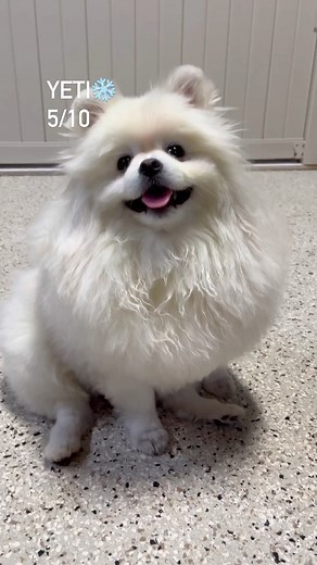 127K views · 225K reactions | Let’s see what dogs know how to lay down at dog daycare! • • This “Lay down” video was highly requested, I hope we didn’t disappoint! ❤️ • • #dogsofinstagram #dogstagram #dogslife #dogdaycare #dogdaycarelife #doggiedaycare #puppydaycare #omahanebraska #puppiesofinsta #doglover #doglovers #dogvideo | Bryan Tabler | Facebook