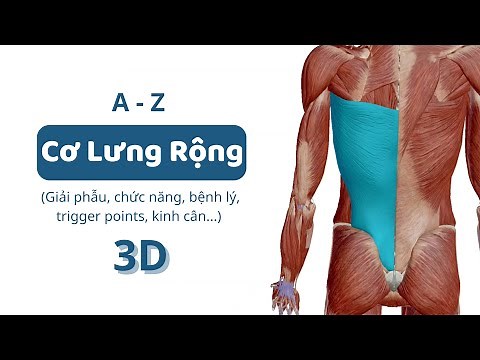 #8: Cơ Lưng Rộng (3D) | A-Z đặc điểm các nhóm cơ