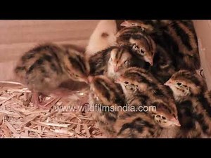 Cutest little new-born Quail chicks huddle together for warmth under their brooder lamp